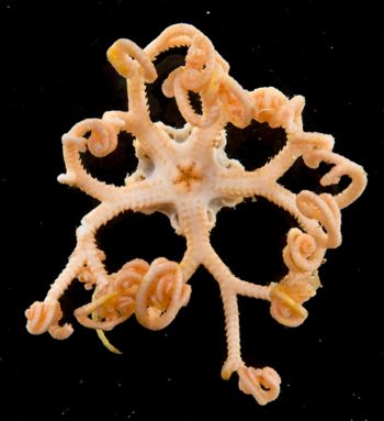 Media type: image;   Invertebrate Zoology 152366